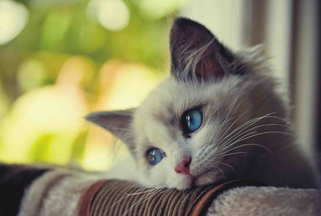 chat-triste