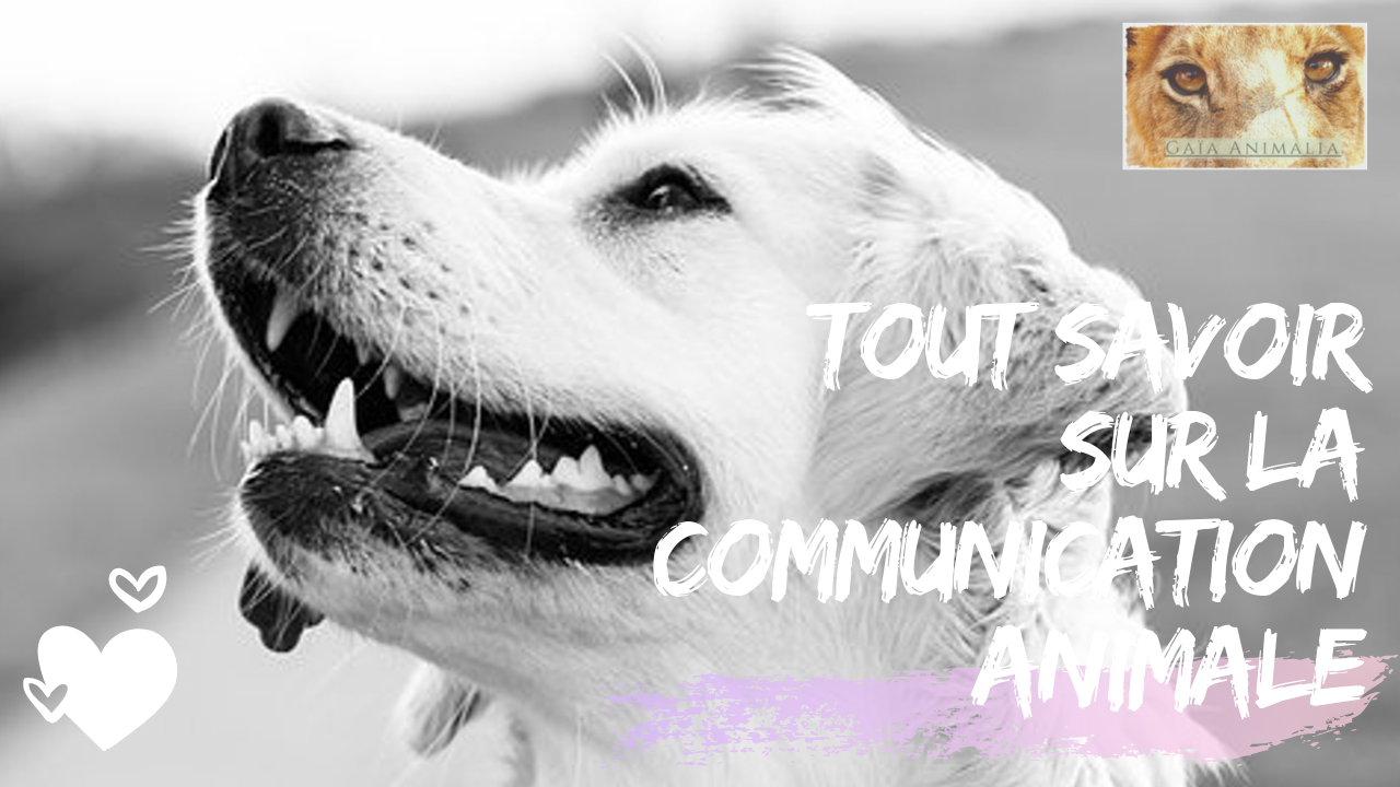 Est-ce que tout le monde peut apprendre la communication animale
