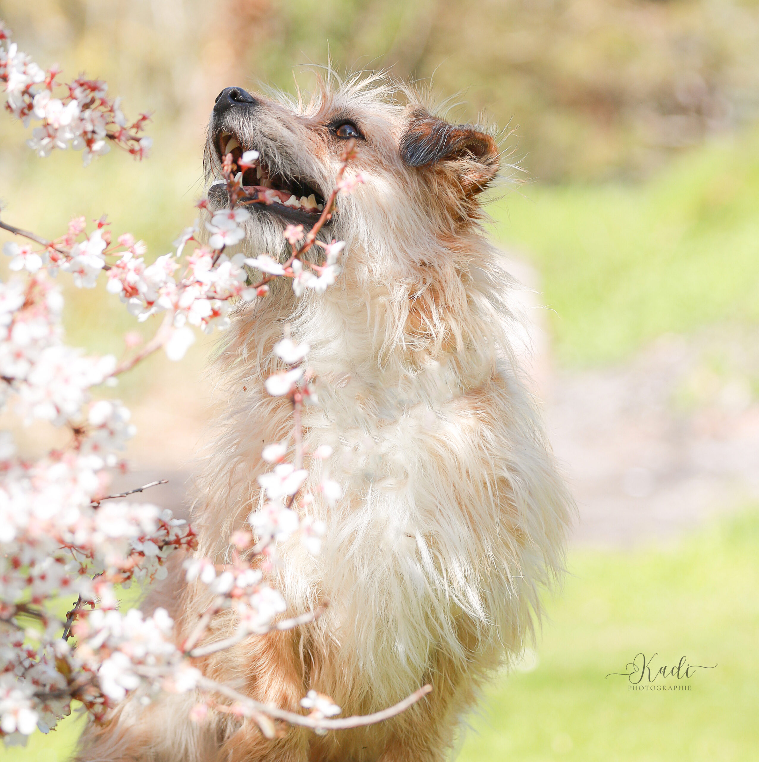 shooting de printemps