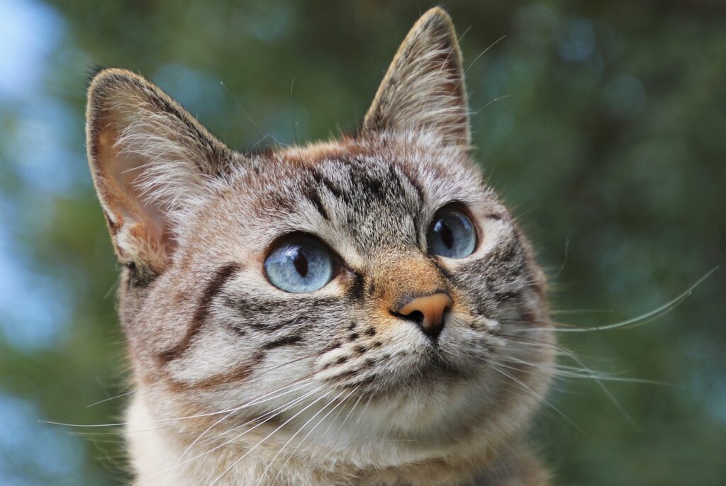 propreté chez le chat